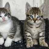 Котята 1