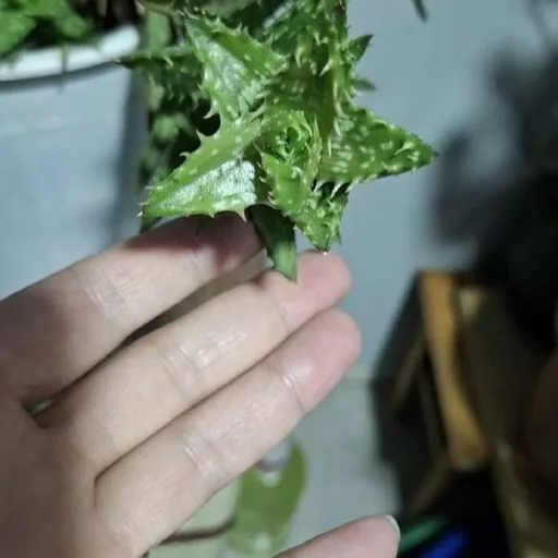 Комнатное растение