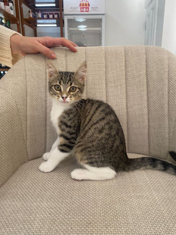 Кошка Сулико, 3 месяца, ищет дом 3