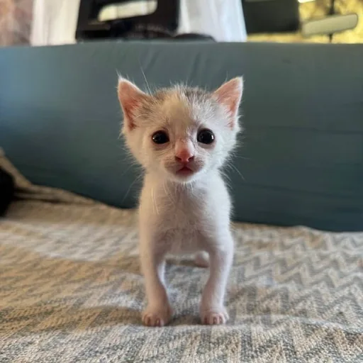 Котенок Лео