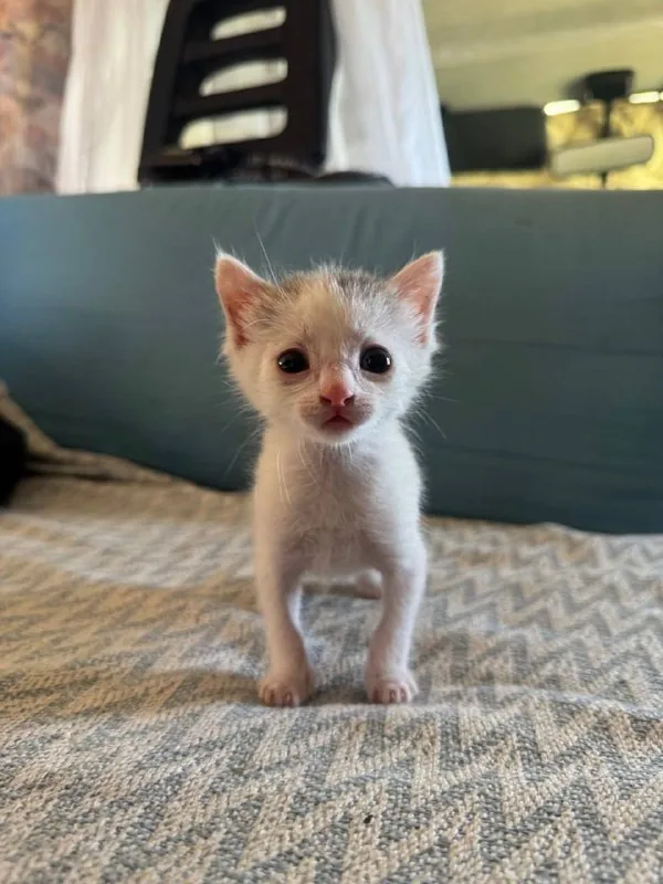 Котенок Лео 1