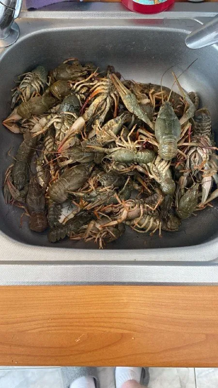 Живые раки, рыба 1