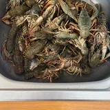Живые раки, рыба 1