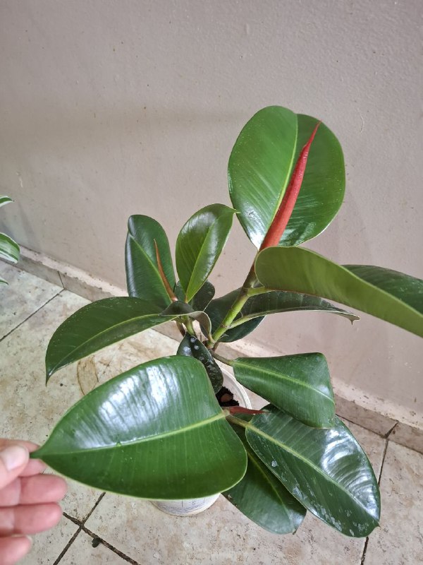 Фикусы, клеродендрум, папоротник, бегония, колеус, традесканция, марана с горшком 2