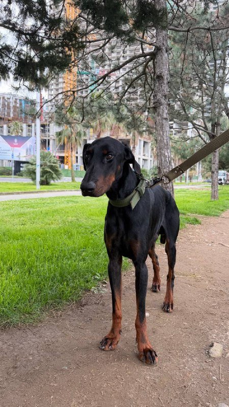 Доберман Добби