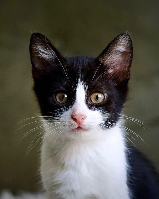 Котенок, девочка 1