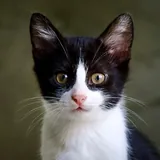 Котенок, девочка 1