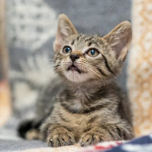 Котенок Гарри