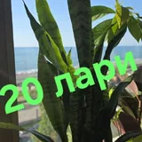 Цветы, герань, розы 2