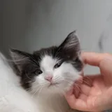 Царевна, котёнок 3