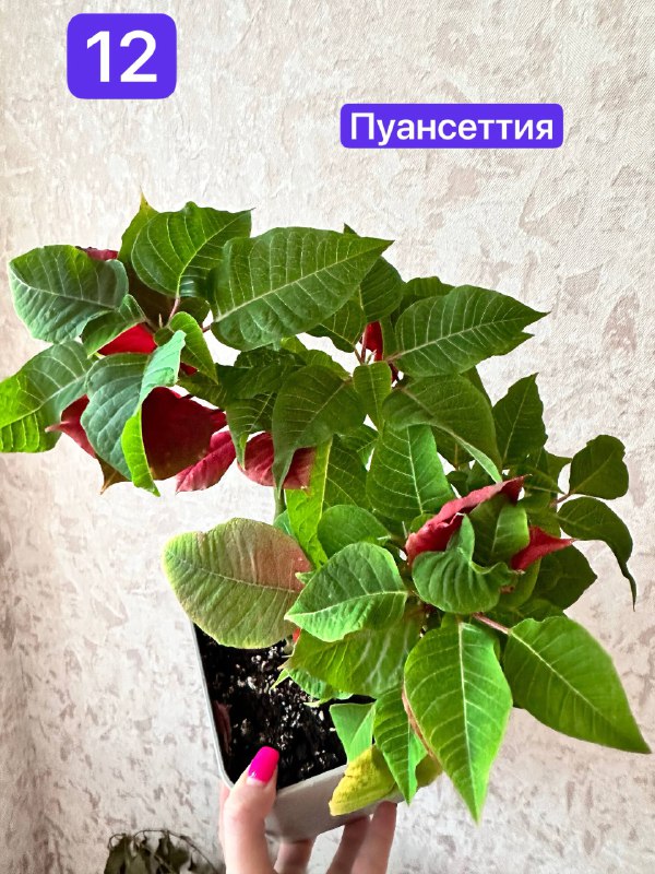 Комнатные растения традесканция зебрина, кофе арабика, пуансеттия, азалия розовая, цитрусы, авокадо
