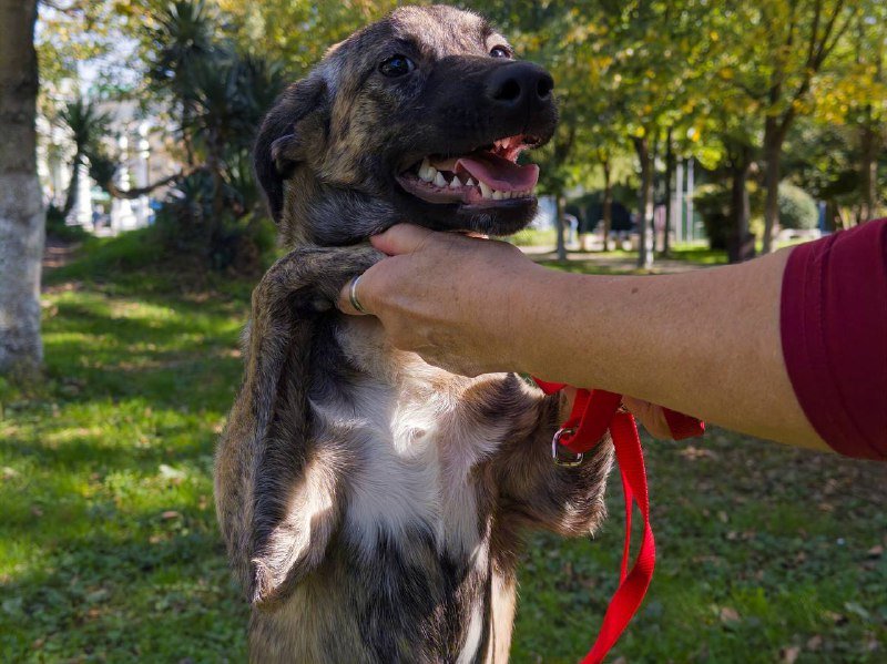 Щенок девочка Адель для дома 2