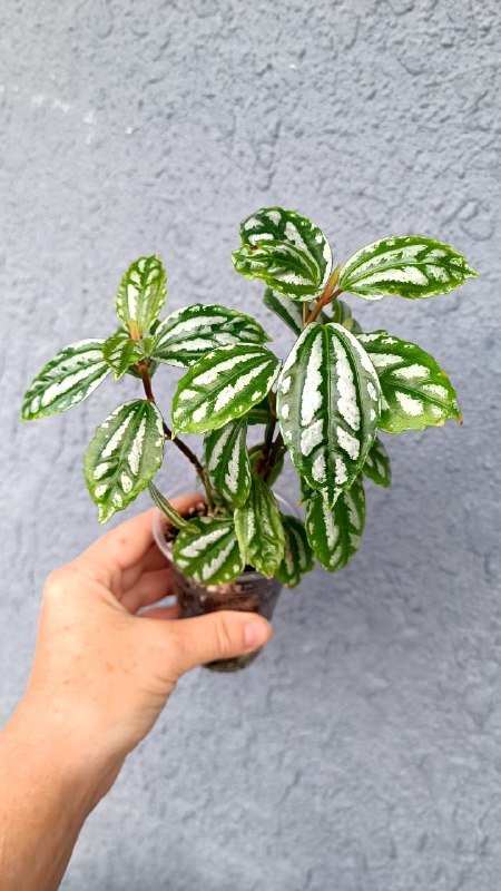 Гипоэстес розовый, Альтернатера, Традесканция Роза Триколор, Колеус Малифесента, Пилея Кадье, Традесканция Нанук, Альтернатера 2 черенка, Монстера Адансона 2 черенка 5