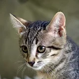 Юная кошечка 1