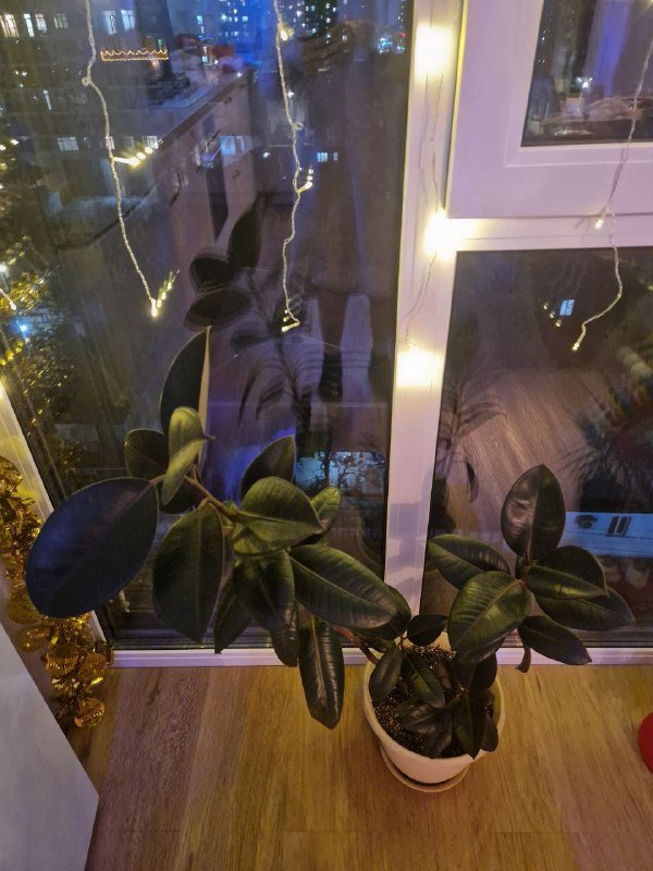 Фикус-эластика 3