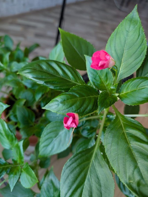 Бальзамин 2