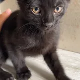 Котята 2