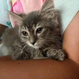 Котёнок девочка 3
