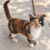 Кошечка Вуса ищет дом 3