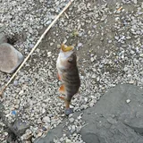 Spinning rod with two tips 7