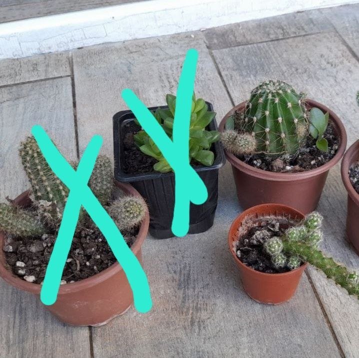 Лимон большой, алоэ, денежные деревья, кактусы, герани, пророщенные листья фиалки