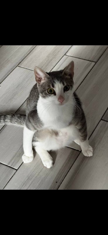 Отдам кота 8 месяцев с лотком и кормом