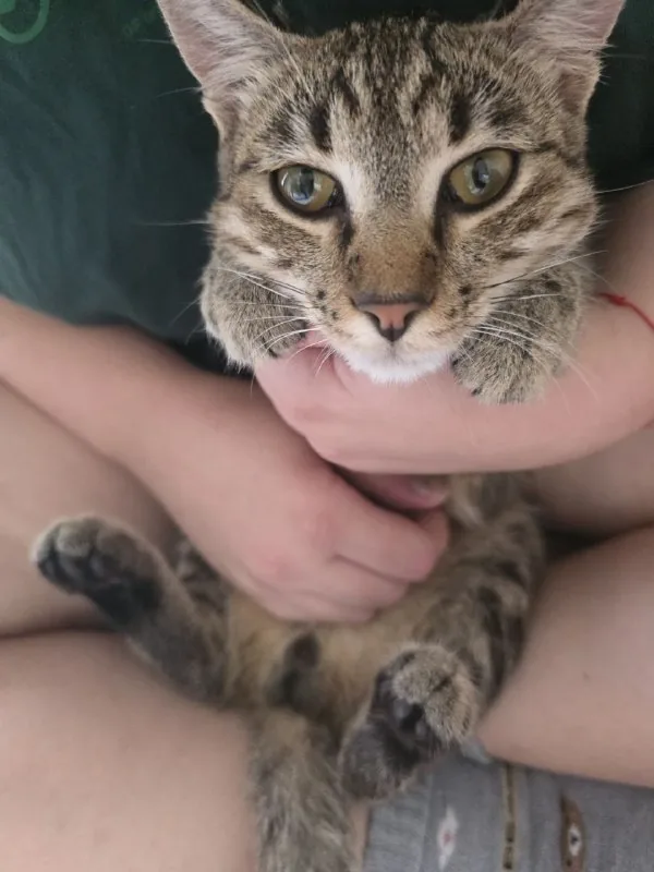 Кот 1