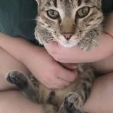 Кот 1