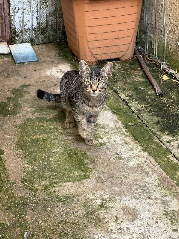 Котята бесплатно