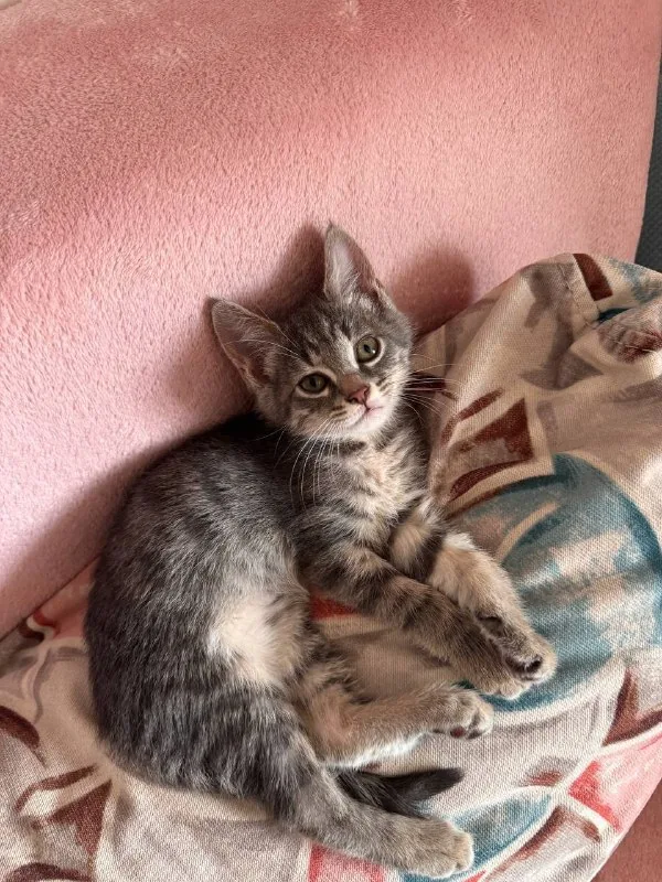 Котенок Луми 1