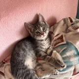 Котенок Луми 1