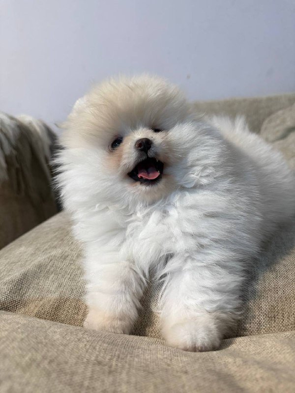 Pom puppies