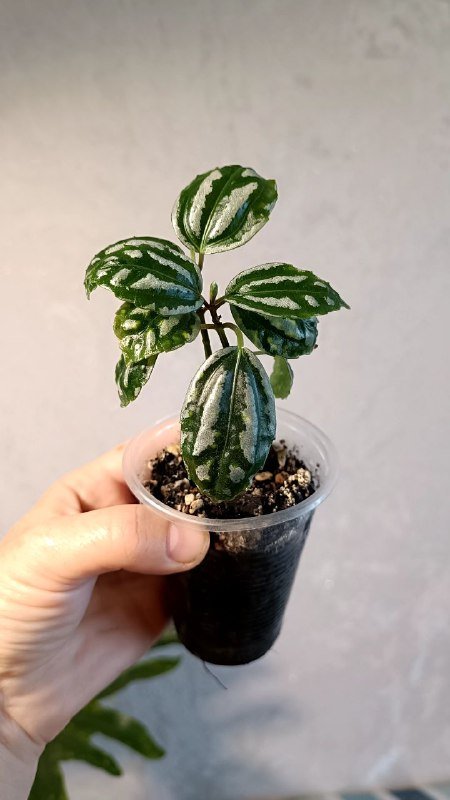 Растения: Пилея Кадье, Альтернатера, Колеус, Традесканция Грин Хилл