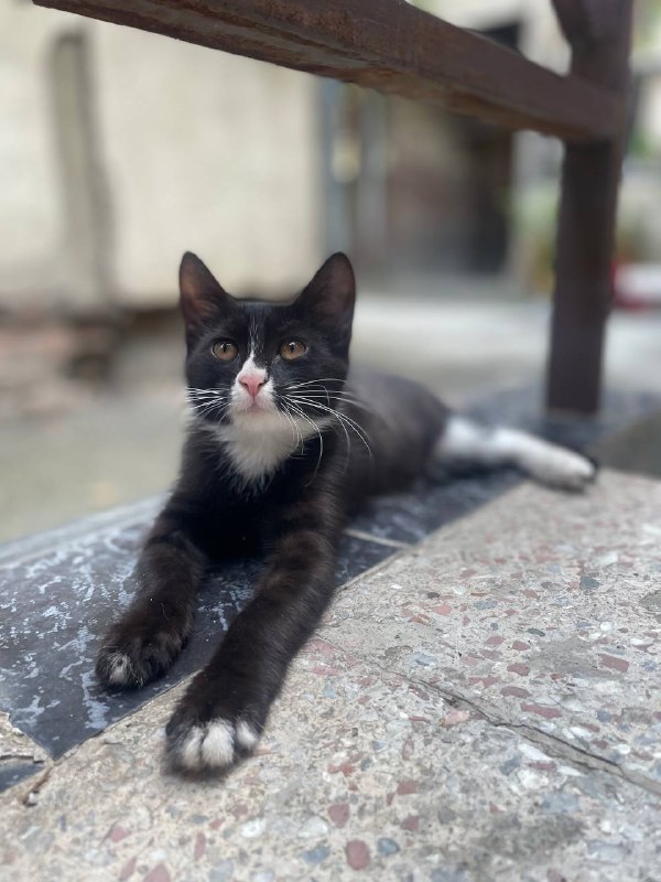 Котёнок девочка около трёх месяцев 4