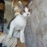 Котенок Космо 3
