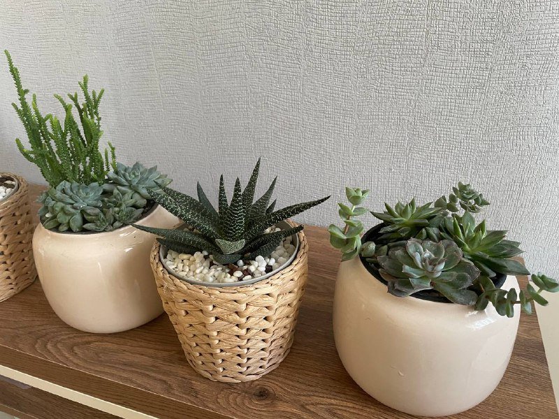 Суккуленты в стильных кашпо IKEA и Jysk 4