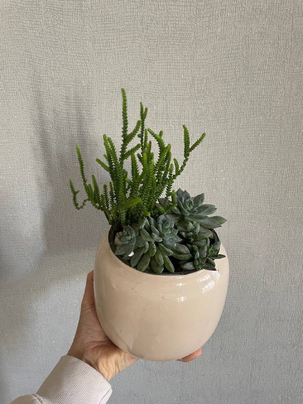 Суккуленты в стильных кашпо IKEA и Jysk 2