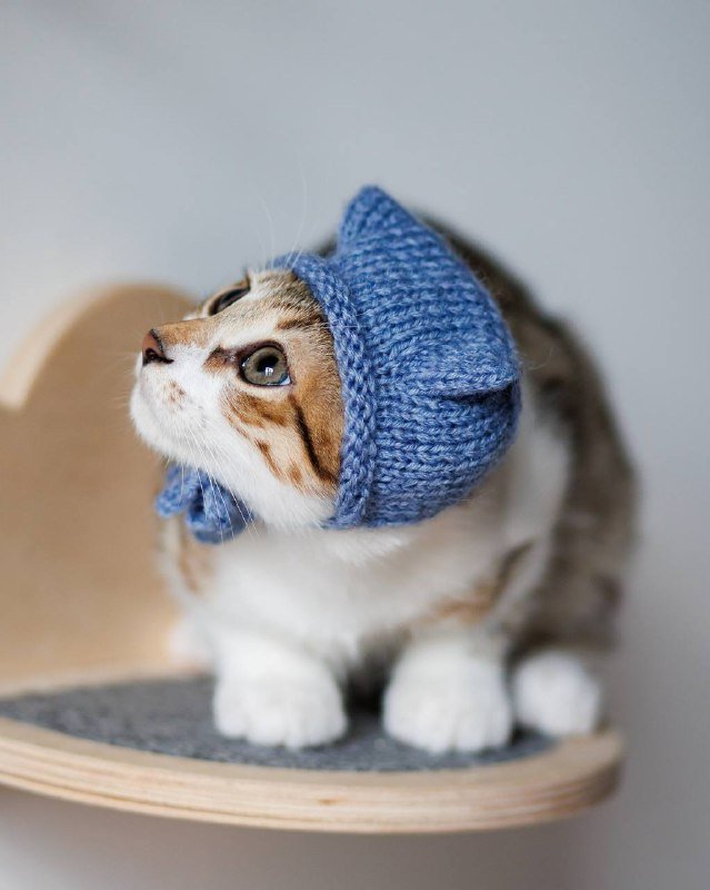 Котёнок Венечка для дома 2