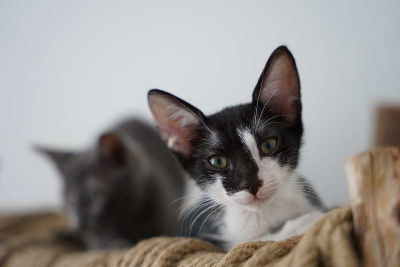 Котенок Гарри Гуддини 2