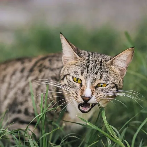 Кот Шелдон ищет любящую семью
