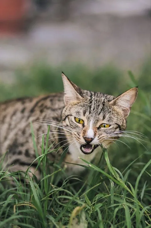 Кот Шелдон ищет любящую семью 1