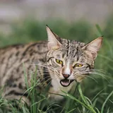 Кот Шелдон ищет любящую семью 1