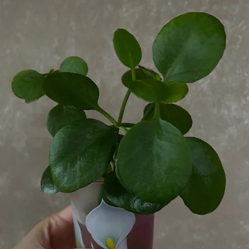 Ростки каланхоэ с корнями