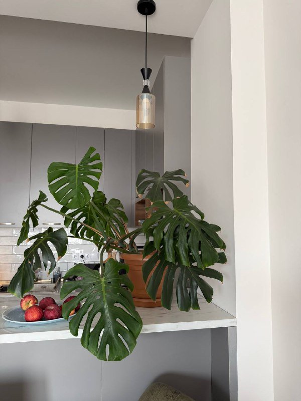 Монстера, компьютерный стул, стол, монитор