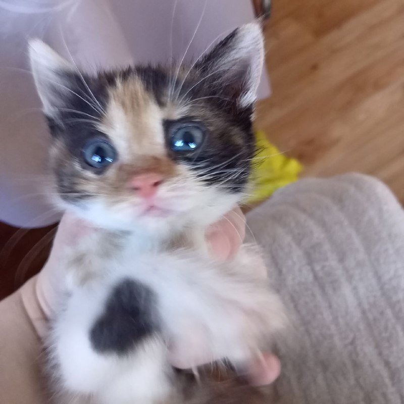 Отдам котят 2 девочки и 1 мальчик