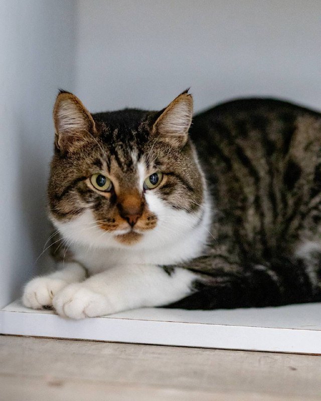 Кот Толик для любви и дома 4