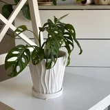 Домашние растения 6