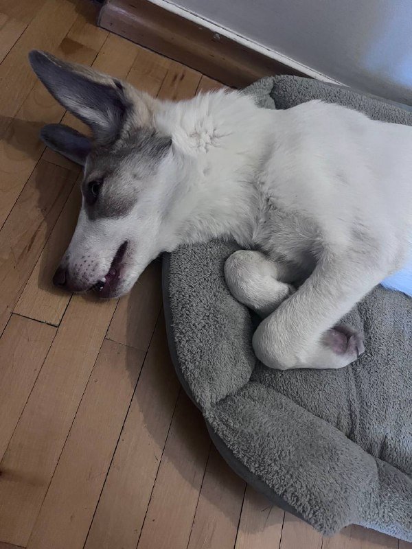 Щенок в хорошие руки с игрушками и лежанками 5