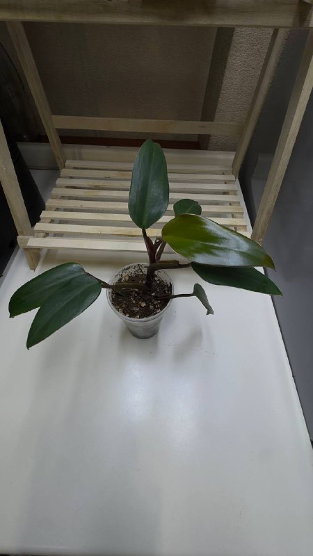 Philodendron Scandens, Philodendron Crocodile, Syngonium Panda, Maranta Variegated, Monstera Adansonii, Philodendron New Red 4