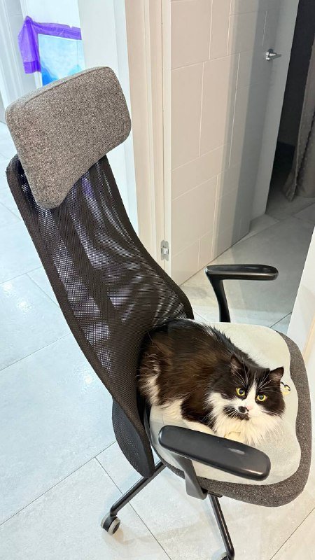 Блендер Philips ProMix Titanium HR1677, Мультиварка Redmond, Кресло ИКЕЯ, Оригинальные сменные вилки Apple 5